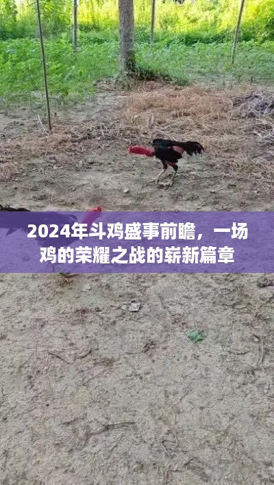 2024斗鸡盛事前瞻，荣耀之战的新篇章