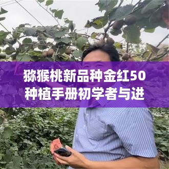 猕猴桃新品种金红50种植指南，从初学者到进阶用户全攻略