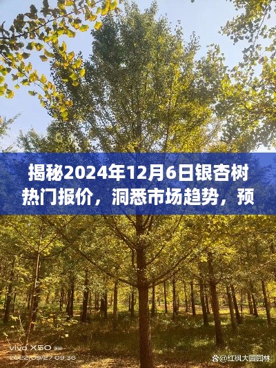 揭秘银杏树的未来价值，热门报价、市场趋势与预见未来价值（2024年12月6日）