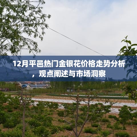 12月平邑金银花价格走势分析，市场洞察与观点阐述