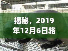 揭秘，貉子皮市场行情及价格走势分析（2019年12月版）