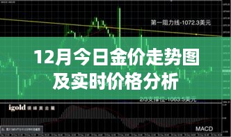 12月金价走势图与实时价格分析，今日市场洞察