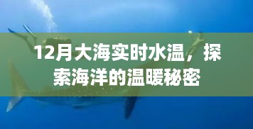 揭秘十二月海洋温暖秘密，实时大海水温探秘