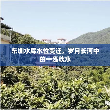 东圳水库水位变迁，岁月长河中的秋水故事