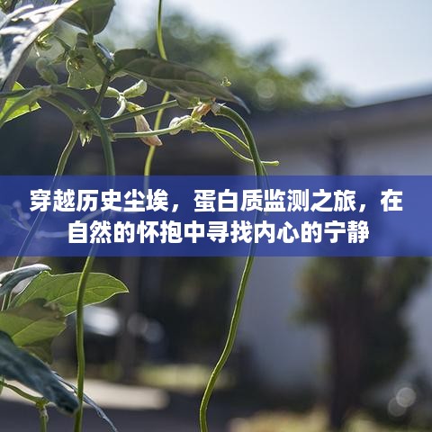 穿越历史尘埃的蛋白质监测之旅，自然怀抱中的内心宁静探索