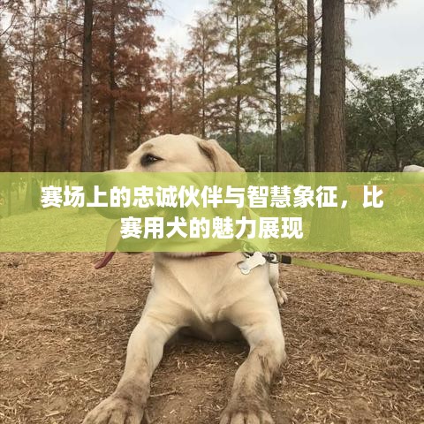 赛场上的忠诚伙伴与智慧象征，比赛用犬的魅力展现