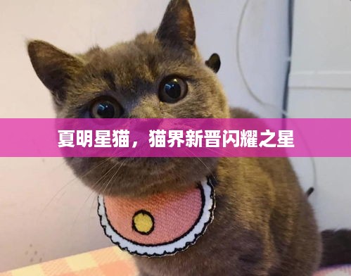 夏明星猫，猫界新晋闪耀之星