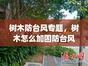 树木防台风专题，树木怎么加固防台风 