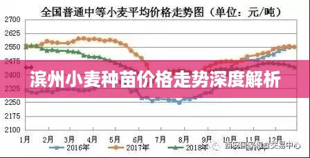 滨州小麦种苗价格走势深度解析