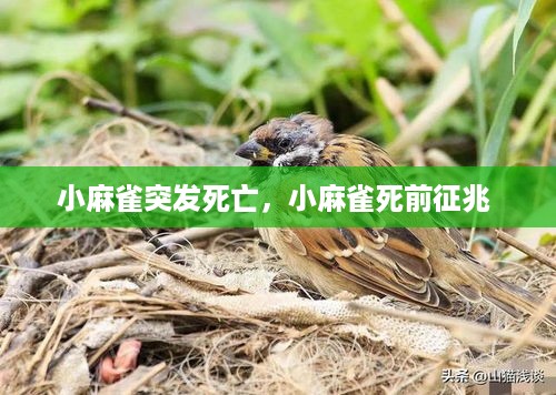 小麻雀突发死亡，小麻雀死前征兆 