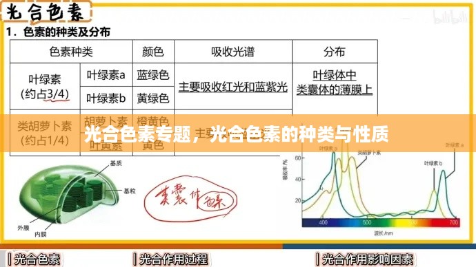 光合色素专题，光合色素的种类与性质 