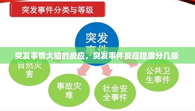 突发事情大脑的反应，突发事件反应程度分几级 