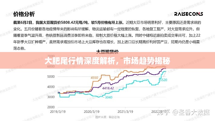 大肥尾行情深度解析，市场趋势揭秘