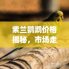 紫兰鹦鹉价格揭秘，市场走势分析、购买指南全攻略