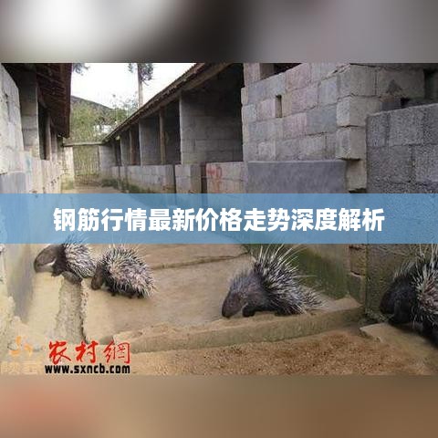 钢筋行情最新价格走势深度解析