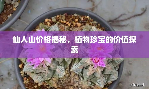 仙人山价格揭秘，植物珍宝的价值探索