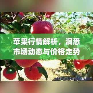 苹果行情解析，洞悉市场动态与价格走势的秘诀！