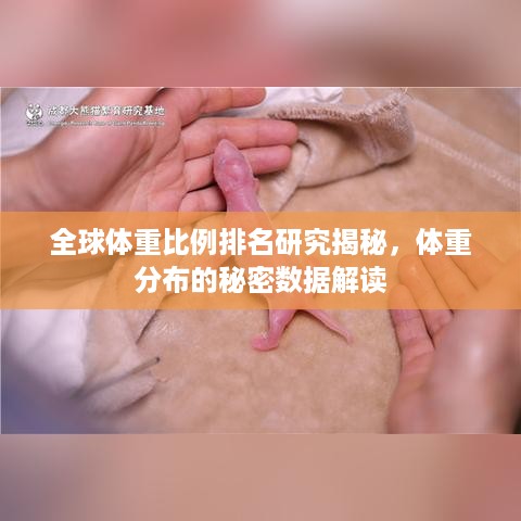 全球体重比例排名研究揭秘，体重分布的秘密数据解读