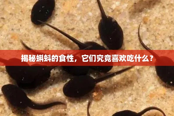 揭秘蝌蚪的食性，它们究竟喜欢吃什么？