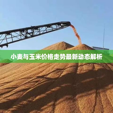 小麦与玉米价格走势最新动态解析