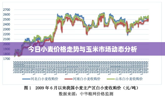 今日小麦价格走势与玉米市场动态分析