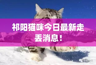 祁阳猫咪今日最新走丢消息！