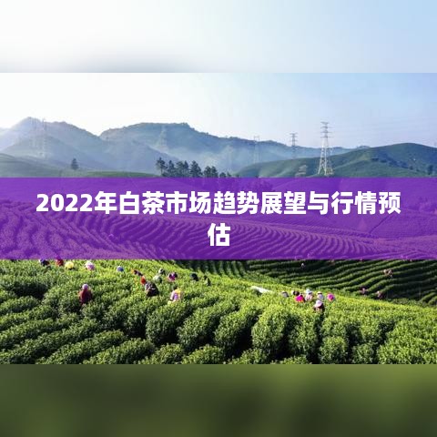 2022年白茶市场趋势展望与行情预估