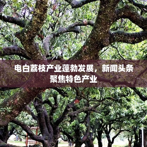 电白荔枝产业蓬勃发展，新闻头条聚焦特色产业