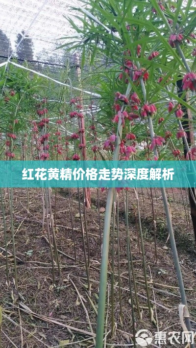 红花黄精价格走势深度解析