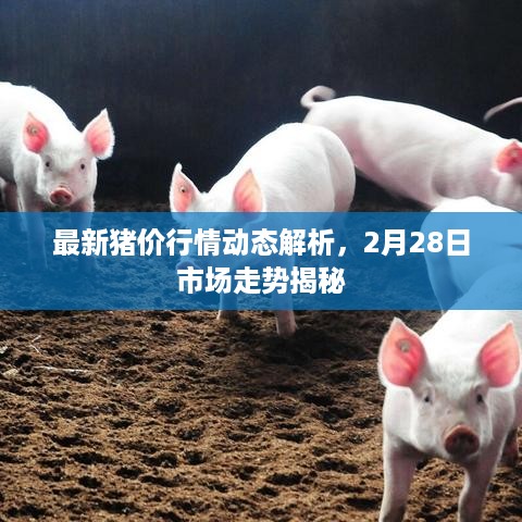 最新猪价行情动态解析，2月28日市场走势揭秘