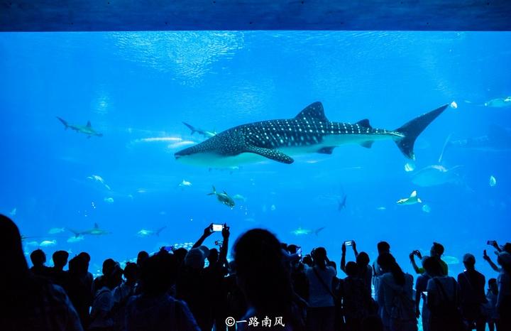 探索最新水族箱，海洋生态的奇妙之旅开启！