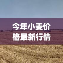 河南麦浪翻滚时，小麦价格的最新行情与温情故事