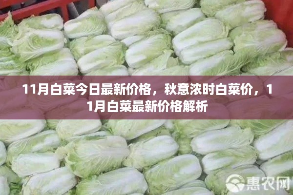 11月白菜价格解析，秋意浓时白菜市场行情及最新价格报告