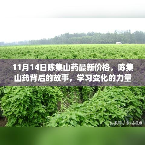 陈集山药最新价格揭秘，探寻变化的力量与自信成就之旅背后的故事