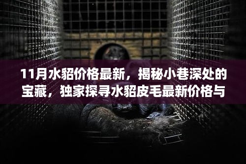 揭秘独家水貂皮毛最新价格与隐藏特色小店，11月水貂价格深度探寻