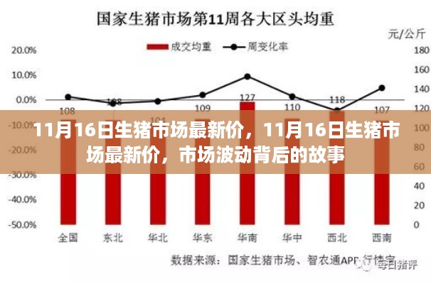 揭秘，11月16日生猪市场最新动态与市场波动背后的故事