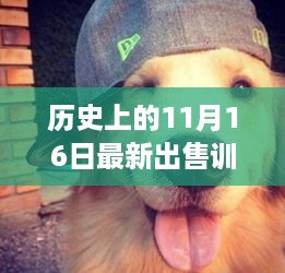 历史上的11月16日，放羊犬的出售与训练故事揭秘