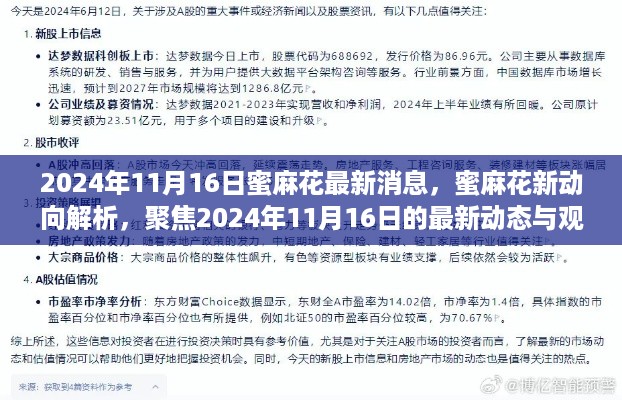 2024年11月16日蜜麻花最新动态与观点探讨，新动向解析