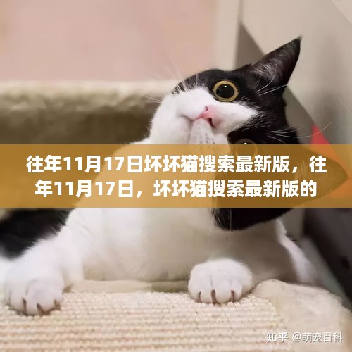 往年11月17日坏坏猫搜索最新版探索与体验纪实