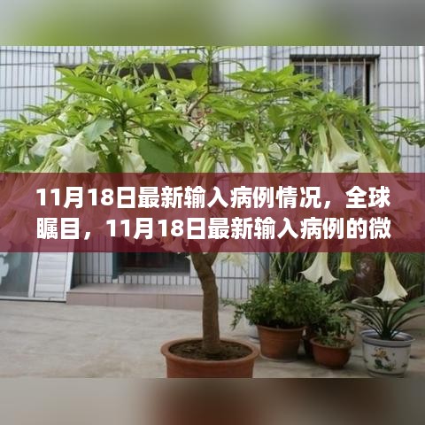 全球瞩目！11月18日最新输入病例微观洞察与宏观影响分析