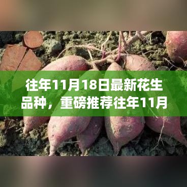 重磅推荐，往年11月18日亮相的最新花生品种，别再错过！