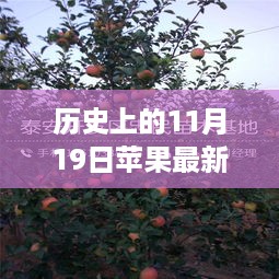 苹果树下友谊果实成熟时——记温馨合作故事日回顾