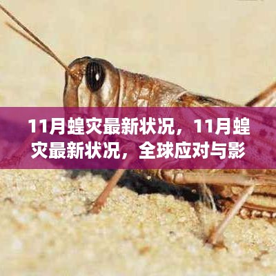 全球应对与影响洞察，揭秘11月蝗灾最新状况