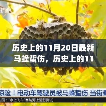 历史上的11月20日，马蜂蜇伤的最新观察与研究报告