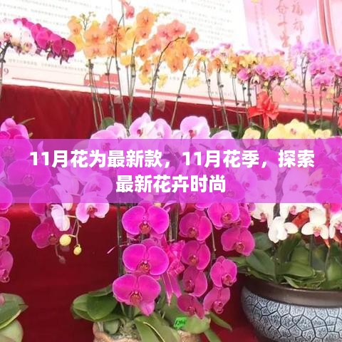 11月花季揭秘，最新花卉时尚探索