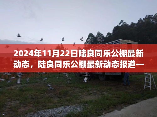 陆良同乐公棚最新动态报道，聚焦最新进展，时间线锁定在2024年11月22日