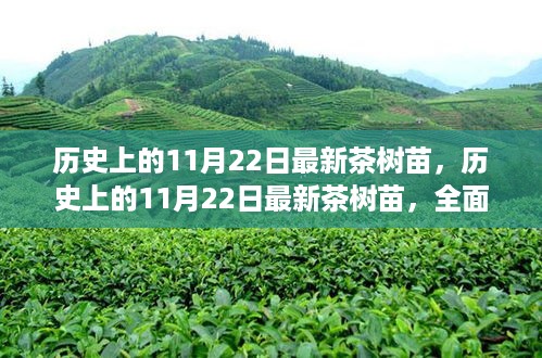 历史上的11月22日，最新茶树苗的全面评测与介绍