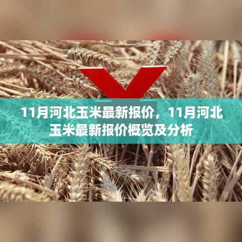 11月河北玉米最新报价概览及分析，市场动态与趋势预测