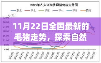 11月22日全国最新的毛猪走势，探索自然美景之旅，在毛猪走势背后寻找内心的宁静与平和——XXXX年XX月XX日全国最新毛猪走势分析