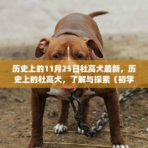 历史上的杜高犬，最新动态、了解与探索（初学者指南）